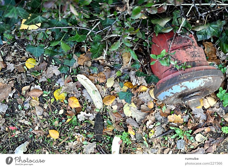Hydrant Natur Wasser Herbst Blatt Metall Rost mehrfarbig grün rot Hecke Wasserversorgung Farbfoto Außenaufnahme verkehrt Menschenleer alt Tag