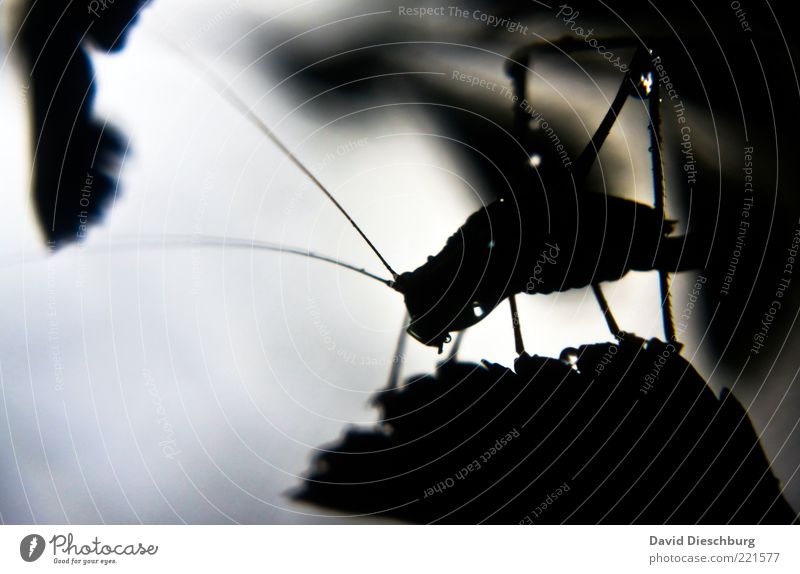 A bug's life Natur Wasser Wassertropfen Pflanze Blatt Tier Käfer 1 schwarz weiß Heuschrecke Tropfen nass natürlich Fühler Insekt glänzend silber Schwarzweißfoto