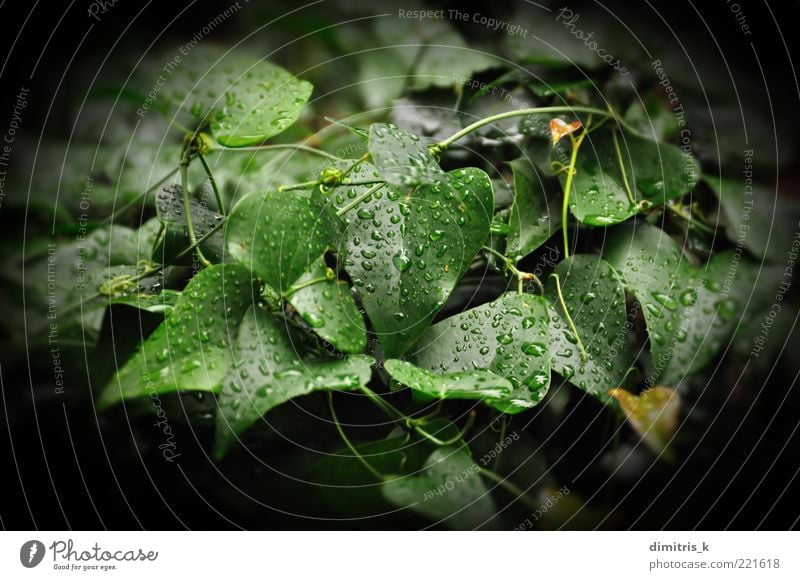Efeublatt Umwelt Natur Pflanze Wassertropfen Herbst Wetter Regen Blatt Tropfen Wachstum dunkel frisch nass grün schwarz Farbe Regentropfen Hintergrundbild