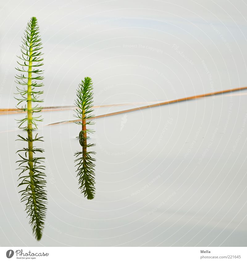 Spiegelei Umwelt Natur Pflanze Wasser Grünpflanze Wasserpflanze Halm Teich See Wachstum natürlich ruhig Im Wasser treiben Wasserspiegelung Zweig Pflanzenteile