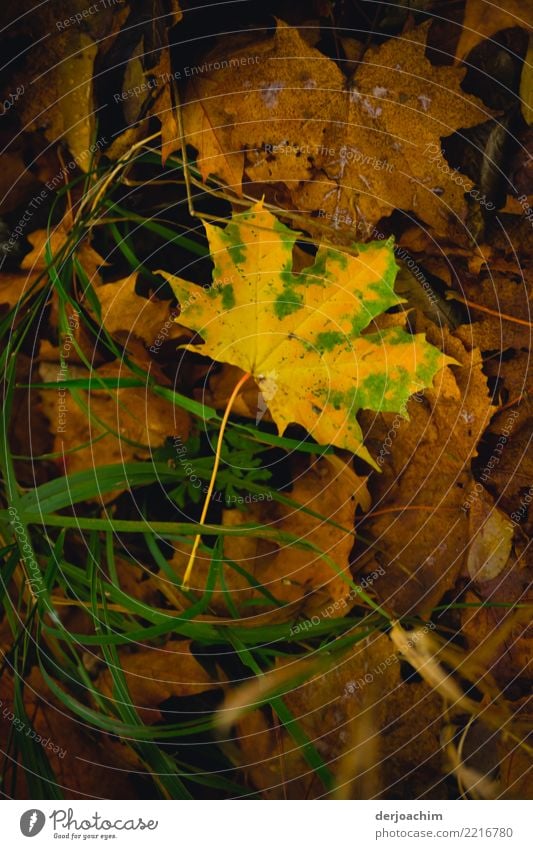 Entdeckt, ein braunes Herbstblatt , grün umrandet liegt auf dem Waldboden auf lauter ganz braunen Blättern. Ausflug Natur Schönes Wetter Blatt Bayern