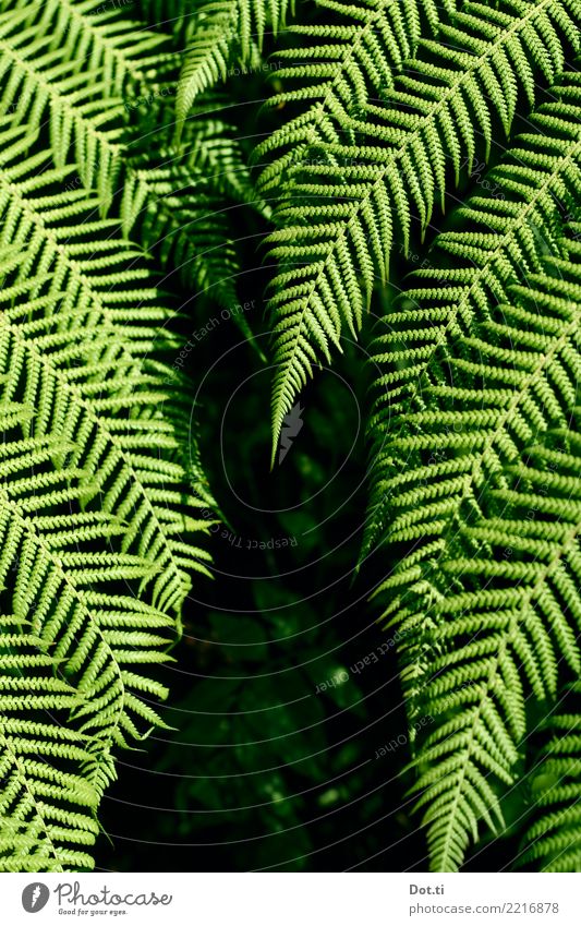 Farn Natur Pflanze Blatt Grünpflanze grün Farnblatt Wald Farbfoto Außenaufnahme Kontrast
