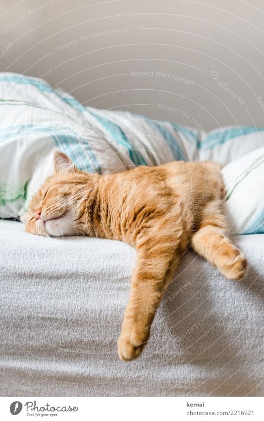 Schlaf Lifestyle Wellness harmonisch Wohlgefühl Zufriedenheit Sinnesorgane Erholung ruhig Freizeit & Hobby Häusliches Leben Wohnung Bett Schlafzimmer Tier