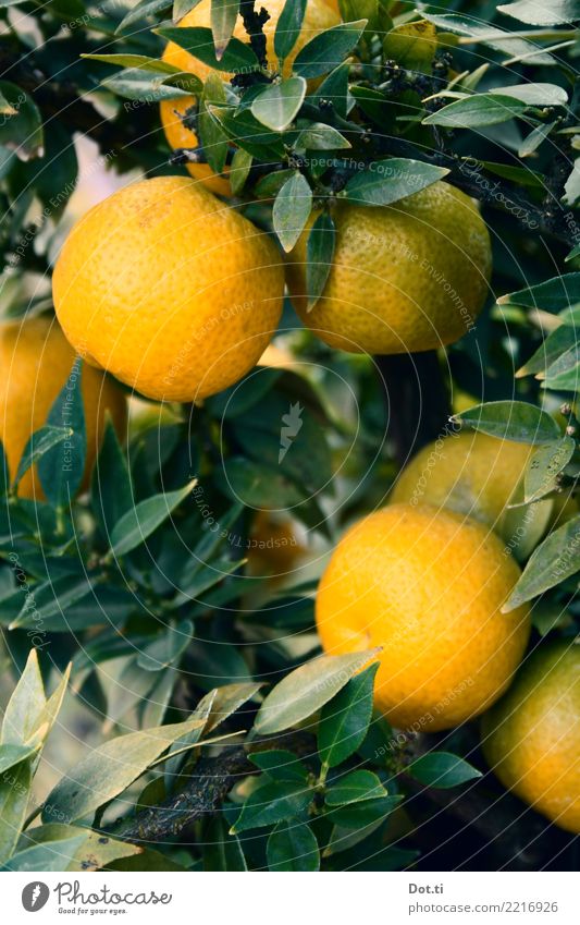 Mandarinenbaum Frucht Natur Pflanze Baum Blatt Nutzpflanze frisch Gesundheit natürlich grün orange Zitrusfrüchte Südfrüchte reif mediterran Farbfoto