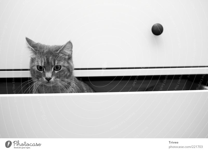 unterste Schublade Häusliches Leben Wohnung Möbel Tier Haustier Katze Tiergesicht 1 beobachten entdecken Blick authentisch einfach elegant hell kuschlig Neugier