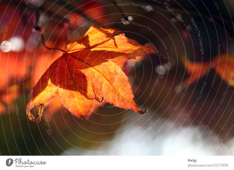 herbstlich(t) Umwelt Natur Pflanze Herbst Schönes Wetter Baum Blatt Blattadern Garten hängen leuchten dehydrieren natürlich braun gelb grau orange Stimmung