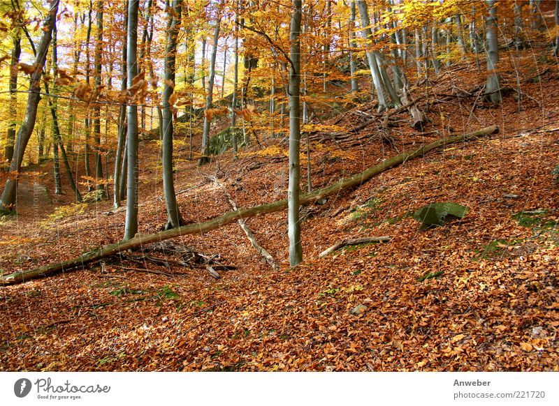 Herbstwald Umwelt Natur Landschaft Pflanze Erde Schönes Wetter Baum Buche Wald Habichtswald Gefühle Stimmung ruhig Hessen Nordhessen Deutschland Baumstamm Holz