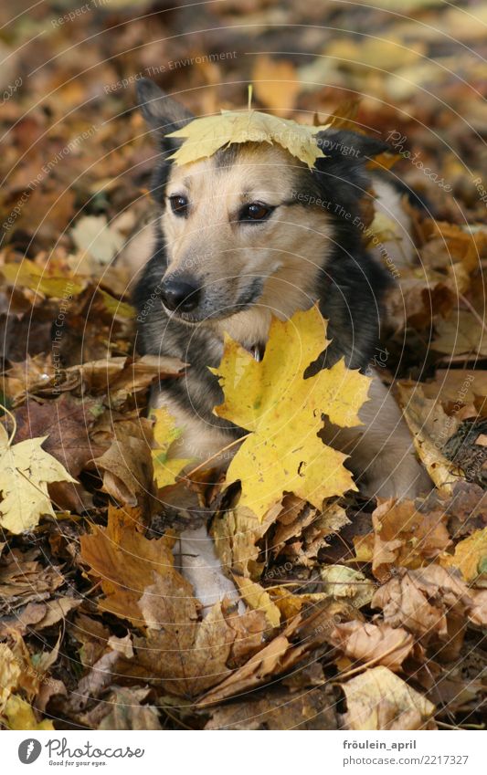 Hund im Laub Natur Herbst Blatt Ahornblatt Park Wald Menschenleer Tier Haustier Tiergesicht Fell 1 kuschlig lustig natürlich niedlich weich braun gelb grau