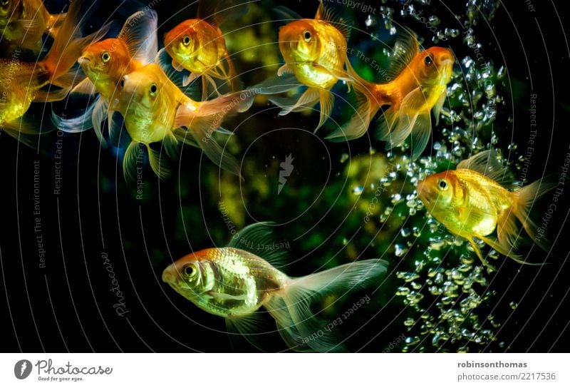 Goldfische, die im Aquarium mit Wasserblasen schwimmen Fisch gold Natur Unterwasseraufnahme Hintergrundbild Tier Bewegung Haustier orange aquatisch Tank grün