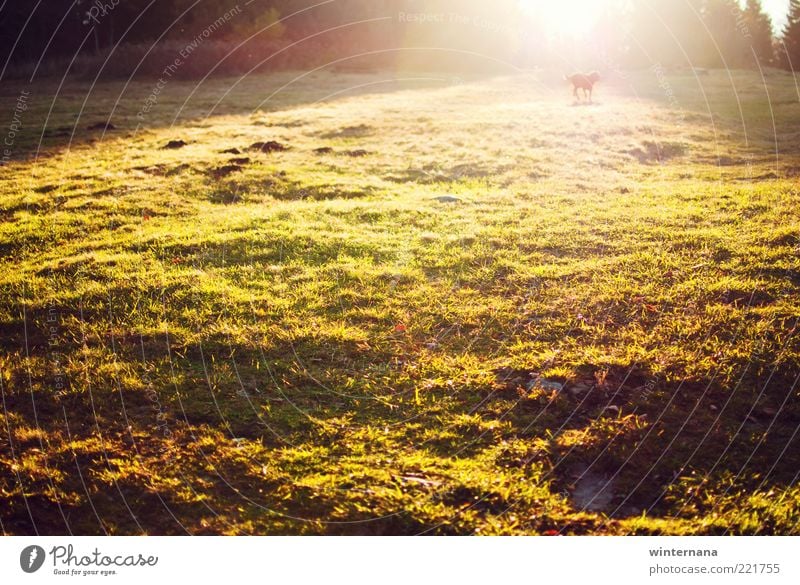 Herbst im Licht Umwelt Natur Landschaft Erde Sonne Sonnenaufgang Sonnenuntergang Sonnenlicht Schönes Wetter Blitze Park Feld Tier Hund Gefühle Fröhlichkeit