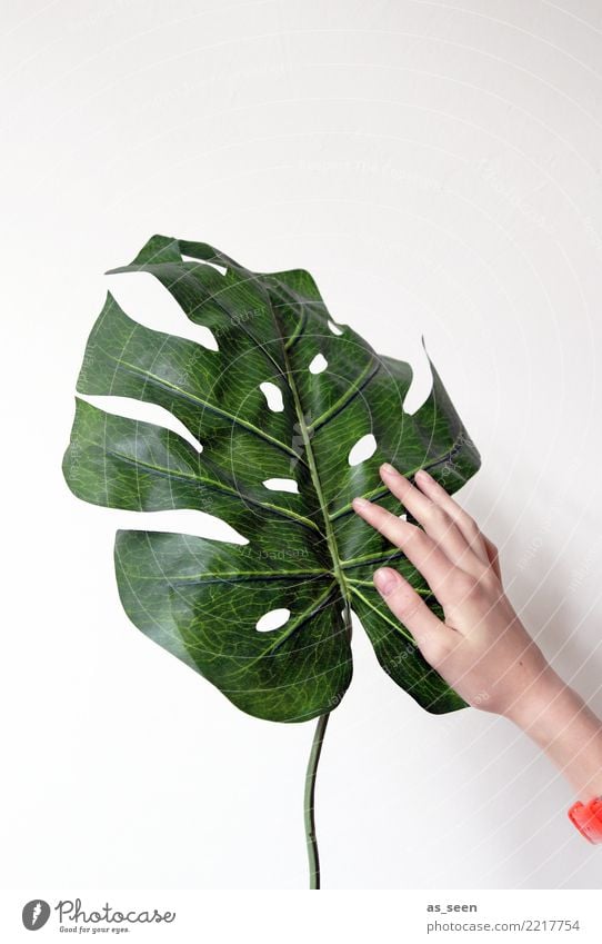 Pflanzenliebhaber Dekoration & Verzierung Wohnzimmer Hand Blatt Grünpflanze Topfpflanze Philodendron Fensterblätter berühren authentisch Freundlichkeit