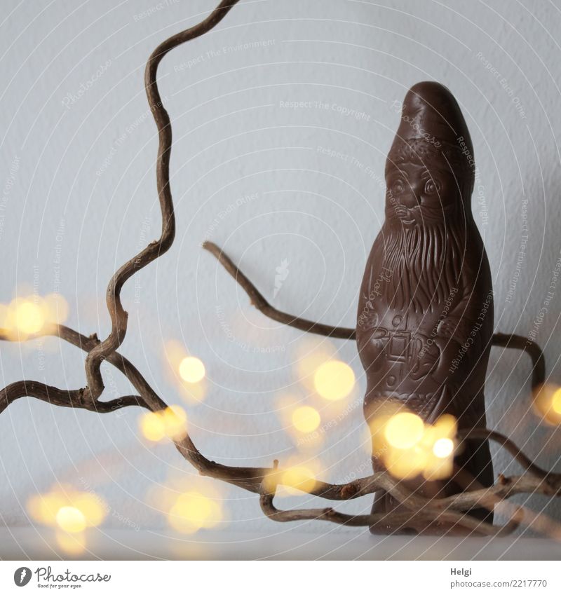 Weihnachts-Vorbote Süßwaren Schokolade Schokoladenweihnachtsmann Zweig Mauer Wand leuchten stehen außergewöhnlich einzigartig lecker braun gelb grau weiß