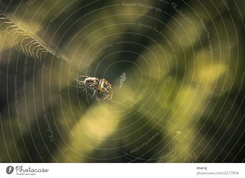 Jenseits des (Wohlfühl) mainstreams | mit Gruselfaktor Tier Spinne 1 Spinnennetz beobachten festhalten krabbeln warten Ekel gruselig natürlich grün achtsam