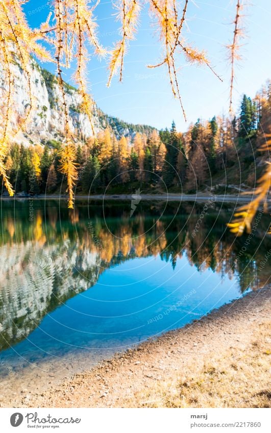 Alles Gute kommt von oben Natur Herbst Schönes Wetter Pflanze Ast Lärche See Gebirgssee Ahornsee hängen leuchten außergewöhnlich fantastisch blau demütig