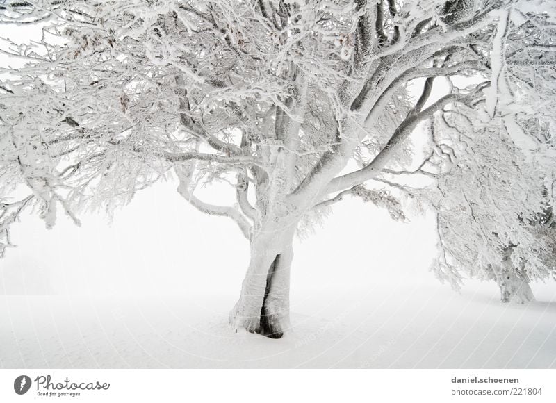 Zauberwald Winter Schnee Umwelt Natur Klima Nebel Eis Frost Baum hell weiß Schwarzwald Buche Ast Gedeckte Farben Menschenleer Winterstimmung Nebelwand Tag