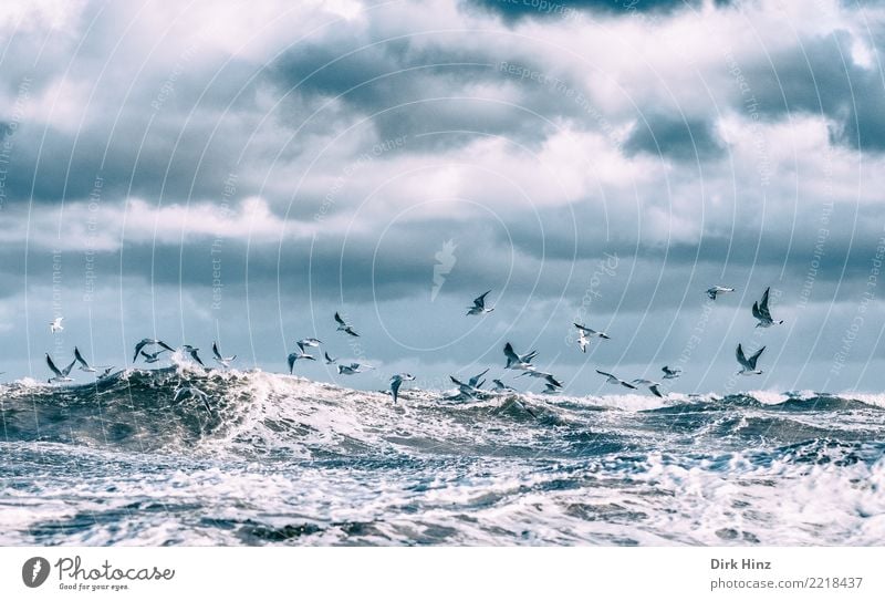 Sturm Herwart und die Ostseemöwen Umwelt Natur Tier Luft Himmel Wolken Gewitterwolken Herbst schlechtes Wetter Unwetter Wellen Küste Meer Wildtier Vogel Flügel