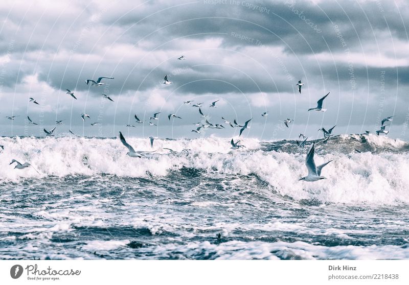 Möwen über den Ostseewellen IV Umwelt Natur Landschaft Urelemente Luft Wasser Wolken Gewitterwolken Horizont Herbst Winter schlechtes Wetter Unwetter Wellen
