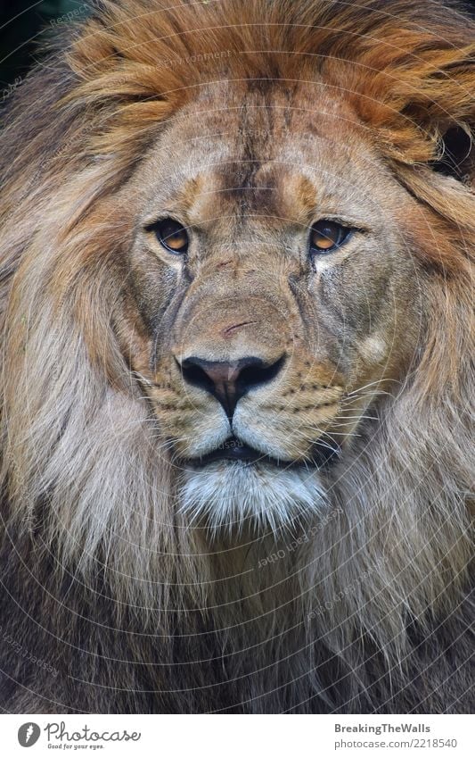 Schließen Sie herauf Porträt des männlichen Löwes Kamera betrachtend Tier Wildtier Tiergesicht Zoo Katze Raubkatze Wildkatze Säugetier 1 wild Stolz schön