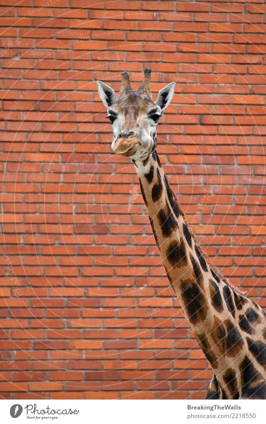 Giraffe über Backsteinmauerabschluß oben Tier Wildtier Tiergesicht Zoo Säugetier 1 braun orange Farbe Backsteinwand Stadt wild Großstadt Symbole & Metaphern