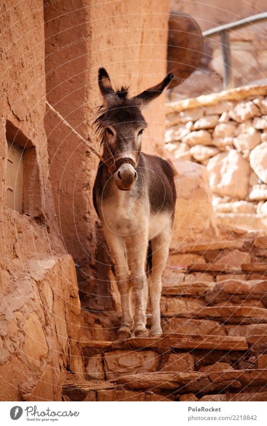 #A# Eselstag Tier Nutztier ästhetisch Eselsohr Muli angekettet Marokko Gasse Farbfoto Gedeckte Farben Außenaufnahme Menschenleer Textfreiraum links