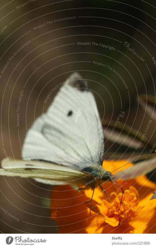 Kleiner Kohlweißling in der warmen Oktobersonne kleiner Kohlweißling Schmetterling Flügel Weißlinge braun Leichtigkeit Nahrungssuche Herbstbeginn Falter nah