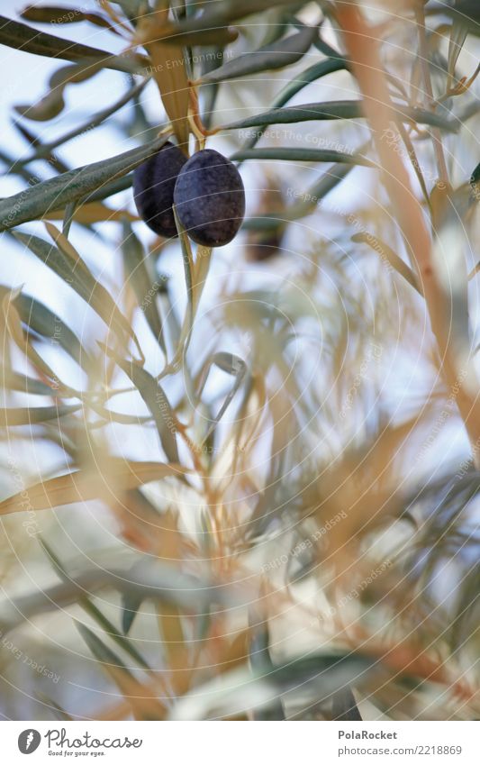 #A# Schwarze Oliven Umwelt Natur Pflanze ästhetisch Olivenbaum Olivenöl Olivenblatt Olivenernte mediterran Spanien Farbfoto Gedeckte Farben Außenaufnahme