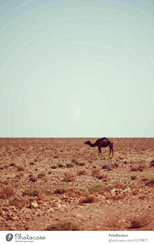 #A# Wüstentier Landschaft ästhetisch Wärme Kamel Dromedar Wüstenpflanze Klimawandel Tier Einsamkeit Marokko Farbfoto mehrfarbig Außenaufnahme Experiment