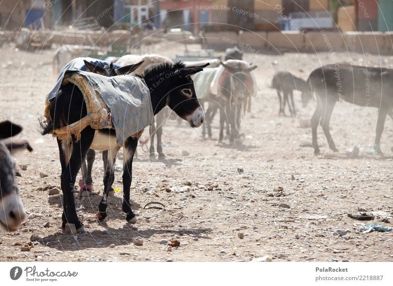 #A# Eselmarkt Kunst ästhetisch Eselsohr Eselfohlen Markt Arabien Naher und Mittlerer Osten Marokko Marrakesch Farbfoto Gedeckte Farben Außenaufnahme