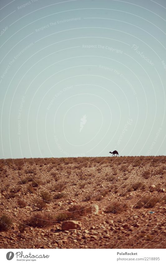 #A# Hitzetier Landschaft ästhetisch Kamel Kamelhöcker Kameltreiber Wüste Wüstenpflanze Wärme heiß Tier Farbfoto mehrfarbig Außenaufnahme Nahaufnahme Experiment