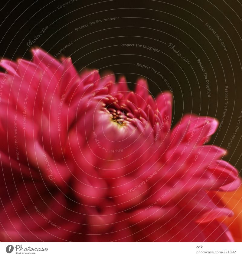 Pinke Schönheit | erblühen | Flamenco! Natur Pflanze Blüte ästhetisch elegant Leben schön Vergänglichkeit Chrysantheme Blume rot Blütenblatt zart Farbfoto