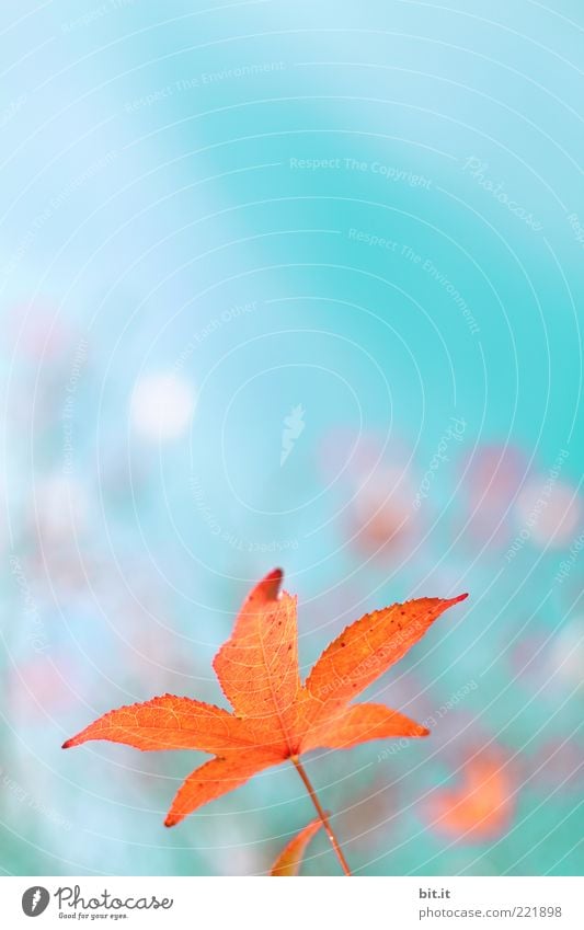 Seesterne gibt es auch am Himmel Natur Pflanze Herbst Klima Blatt fantastisch glänzend Kitsch trashig blau rot Wachstum Wandel & Veränderung herbstlich