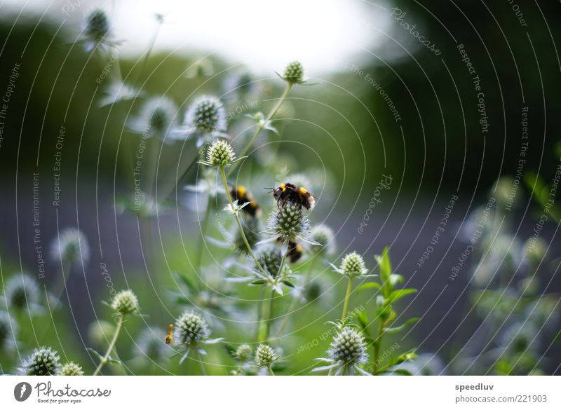 bienenfänger Umwelt Natur Sommer Pflanze Gras Sträucher Blatt Grünpflanze Tier Nutztier Biene 3 Tiergruppe Fressen krabbeln ästhetisch weich blau grau grün