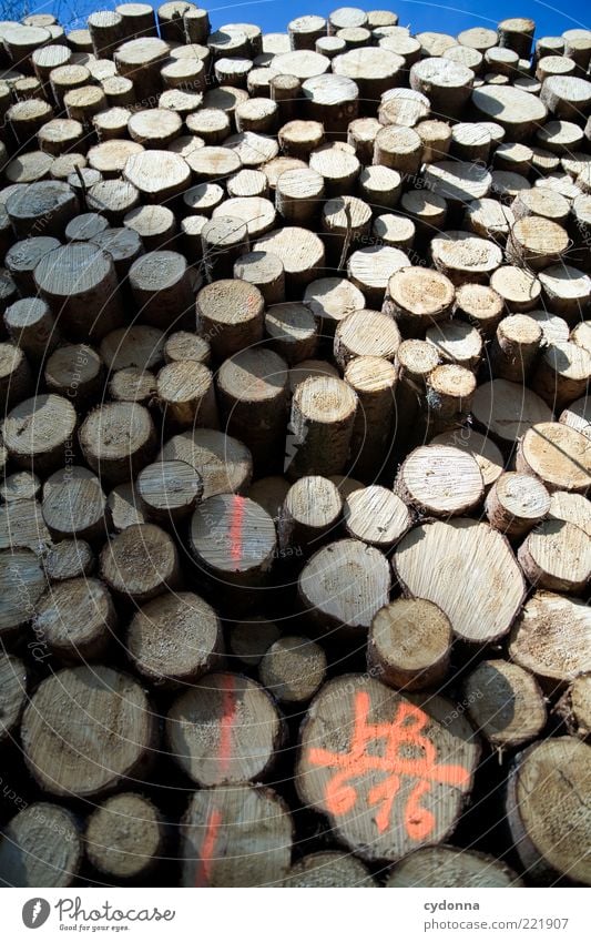 Holz vor der Hütte Güterverkehr & Logistik Umwelt Baum Ende Leben planen Tod Vergangenheit Vergänglichkeit Wert Baumstamm Stapel viele Höhe Barriere