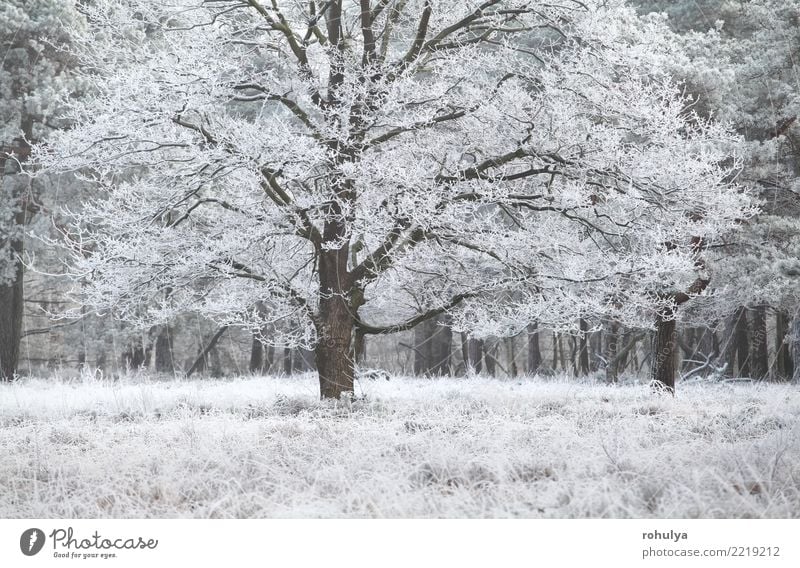 Frost auf Eiche im Winter Ferien & Urlaub & Reisen Schnee Natur Landschaft Pflanze Wetter Schönes Wetter Eis Baum Gras Wald hell weiß Reim kalt Jahreszeiten