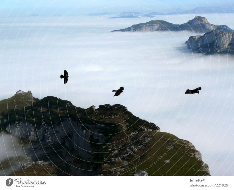 Vogelfrei Natur Landschaft Luft Himmel Wolken Horizont Herbst Wetter Schönes Wetter Nebel Moos Alpen Berge u. Gebirge Gipfel Tier 3 Schwarm Tierpaar Stimmung