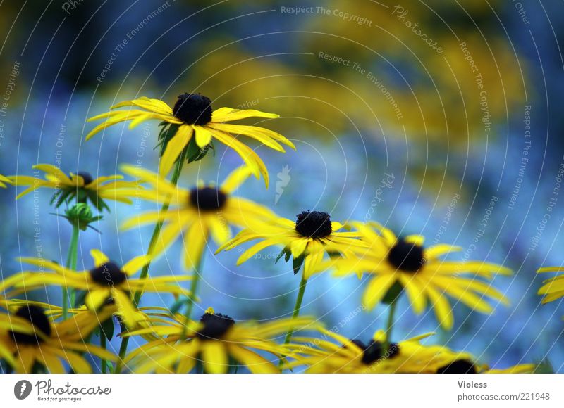 Sommergruss Natur Pflanze Blume blau gelb Frühlingsgefühle Sonnenhut Farbfoto Außenaufnahme Nahaufnahme Unschärfe Schwache Tiefenschärfe Blüte Menschenleer