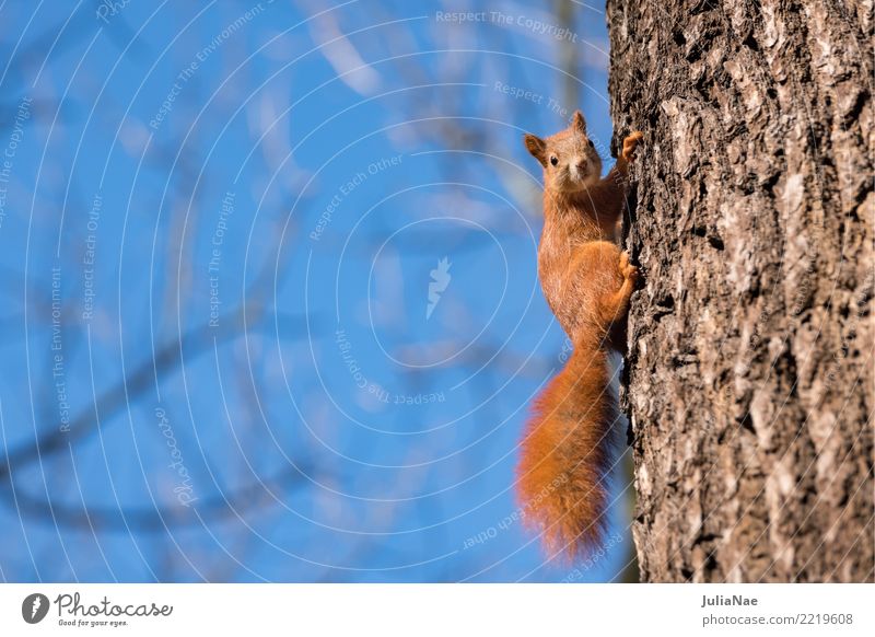 kleines Eichhörnchen am Baum Wildtier wild süß niedlich Tier Schwanz Nagetiere Säugetier wildlife eichkätzchen eichkater braun Fell schön Natur natürlich Ohr
