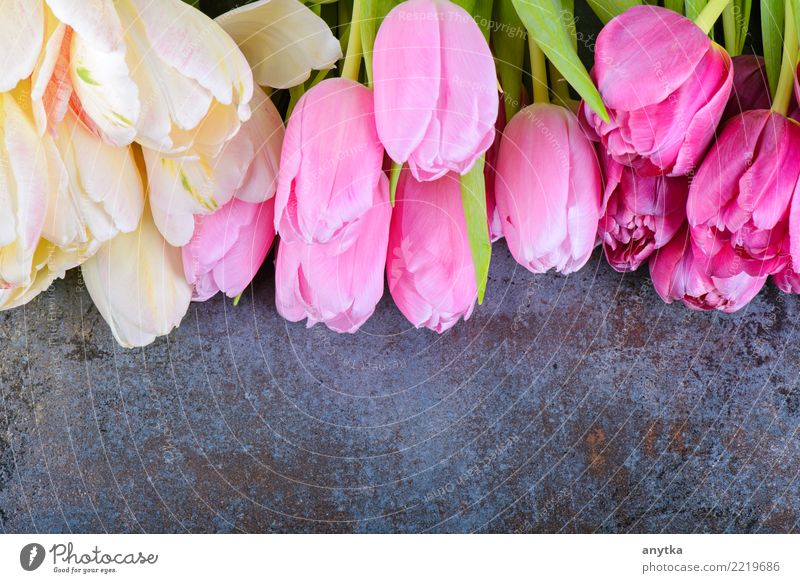 Frische Tulpen auf Grau Blume mehrere rosa Blumenstrauß geblümt Frühling Blütenblatt schön Natur Jahreszeiten Vorbau Design Beautyfotografie frisch natürlich