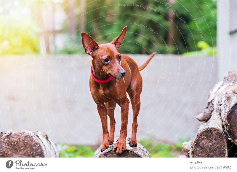 Porträt des roten Zwergpinscherhundes Pinscher Hund Miniatur Zwergschnauzer Haustier Welpe Reinrassig Tier heimisch niedlich Glück klein Pelzmantel Säugetier