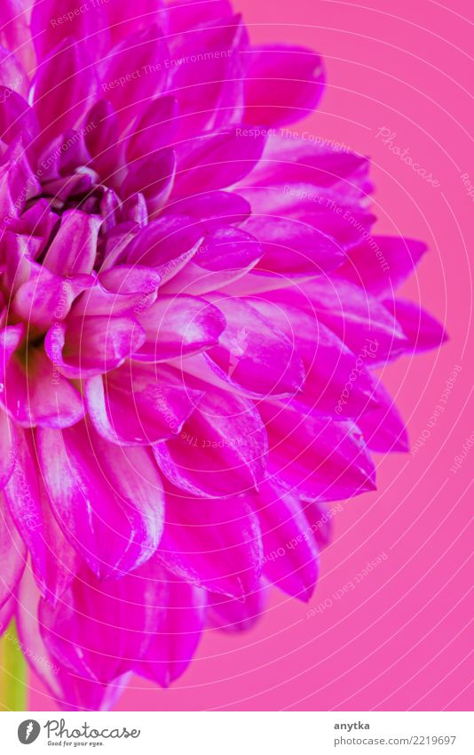 Makrobild der Blumendahlie auf rosa Hintergrund Kräuter & Gewürze schön Natur Pflanze Blüte frisch hell natürlich Farbe Dahlien Sonnenblume Gänseblümchen Astern