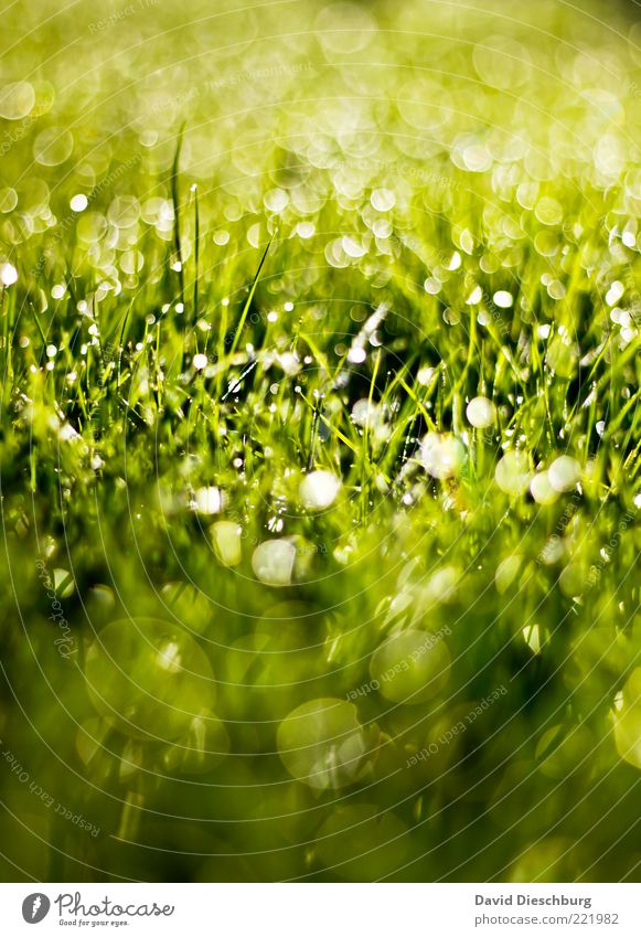 Glitzerparty Natur Pflanze Wasser Wassertropfen Sommer Regen Gras Wiese grün glänzend Tropfen Kreis Grasgeflüster hell Tau schön Farbfoto Außenaufnahme