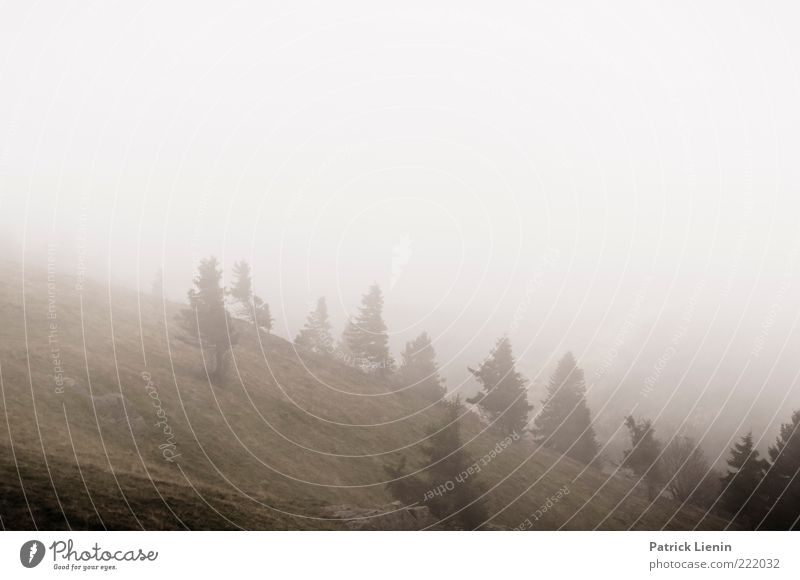 Graue Tage Umwelt Natur Landschaft Pflanze Urelemente Luft Himmel Herbst Wetter schlechtes Wetter Nebel Baum Wald Hügel Berge u. Gebirge grau Stimmung