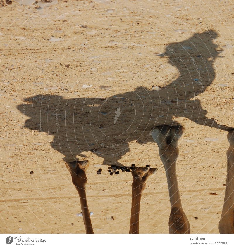Jetzt bloß nicht hinsetzen! Tier Nutztier 1 stehen warten Kamel Dromedar Kameltreiber Beine Huf Schattenreiter Tierfuß Düngung Kot Sand Wüste Ägypten kopfvoran