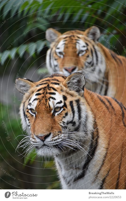 Paare von den Amur-Tigern, die Kamera untersuchen Natur Tier Wildtier Tiergesicht Zoo sibirischer Tiger Katze Wildkatze Raubkatze panthera tigris Säugetier