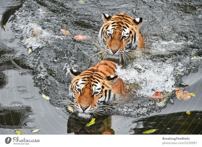 Schließen Sie oben von zwei Tigern, die im Wasser schwimmen Natur See Fluss Tier Wildtier Tiergesicht Zoo Katze Fleischfresser Säugetier Amur-Tiger Raubkatze