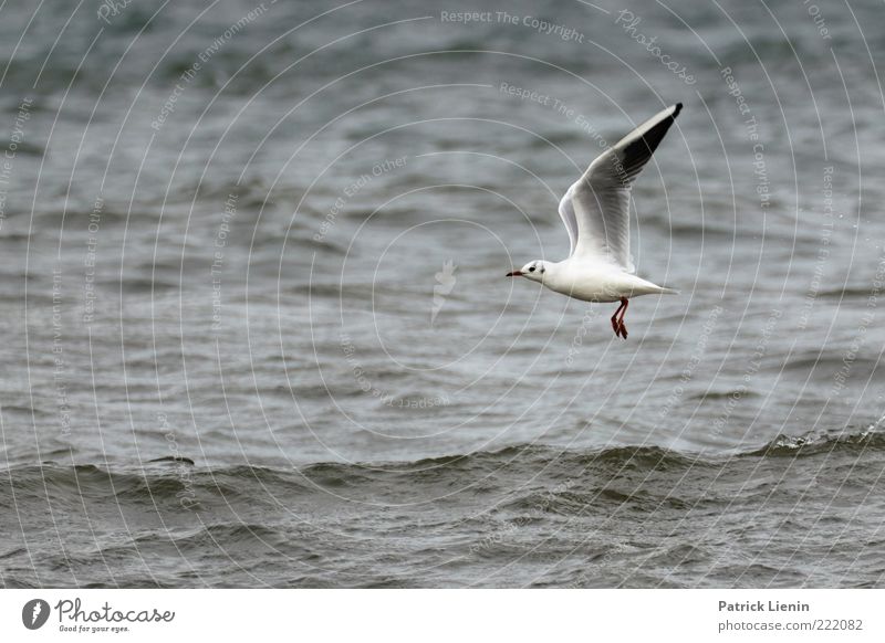 bird flew by Umwelt Natur Tier Urelemente Wasser Wellen Ostsee Meer Wildtier Flügel 1 beobachten fliegen Blick ästhetisch elegant schön nass Geschwindigkeit