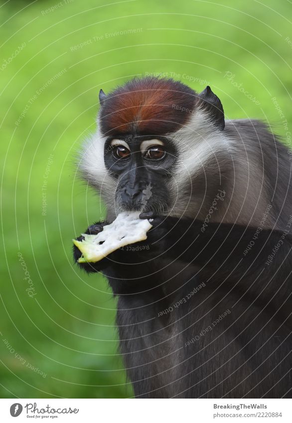 Schließen Sie herauf Porträt des Kragenmangabey-Affeessens Tier Wildtier Tiergesicht Zoo Primas Affen Halsband mangabey Cercocebus Drehmoment Rotkappen-Mangabey