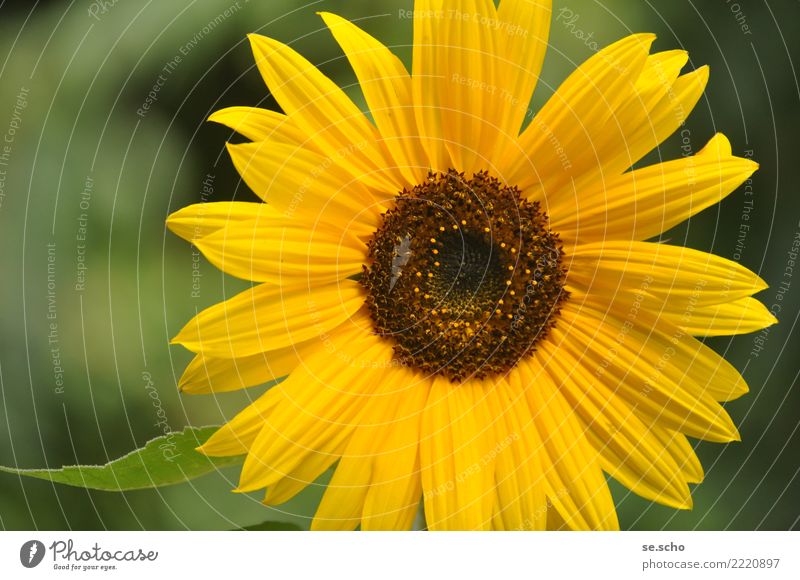 Kleine Sonne Natur Pflanze Sommer Blume Grünpflanze Garten Duft einfach elegant frisch groß natürlich schön gelb grün Glück Fröhlichkeit Sonnenblume Farbfoto