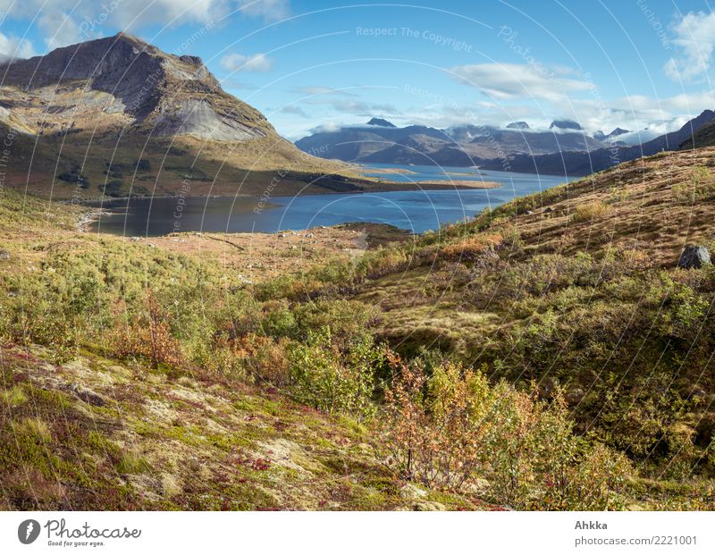 Blick in einen Fjord Ferien & Urlaub & Reisen Abenteuer Ferne Landschaft Sonnenlicht Herbst Schönes Wetter Berge u. Gebirge Meer Lofoten außergewöhnlich