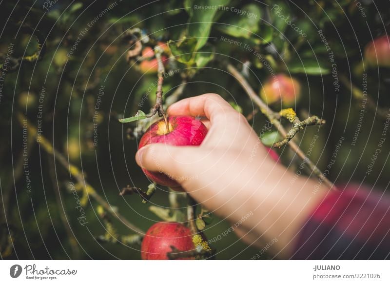 Abschluss oben von den Händen, die Apfel auswählen Lebensmittel Frucht Lifestyle Gesundheit Gesunde Ernährung Umwelt Natur Pflanze Erde Baum Garten Park Diät
